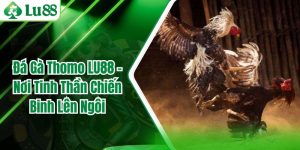 Đá Gà Thomo LU88 - Nơi Tinh Thần Chiến Binh Lên Ngôi