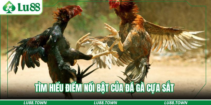 Tìm hiểu điểm nổi bật của đá gà cựa sắt