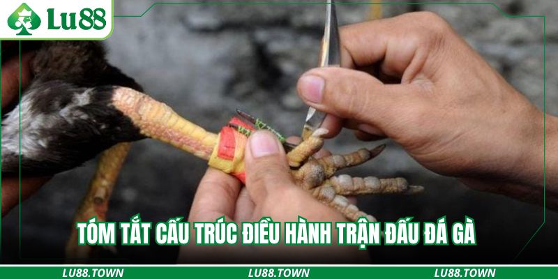 Tóm tắt cấu trúc điều hành trận đấu đá gà